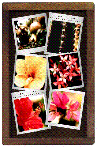 Collage 1.gif (69131 bytes)
