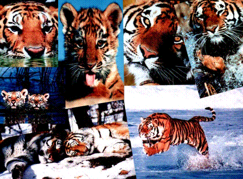 tiger.gif (94316 bytes)
